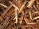 Pine Bark Extract